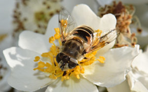 Bee