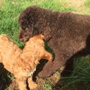 New Labradoodle pup, Carmen joins the farm
