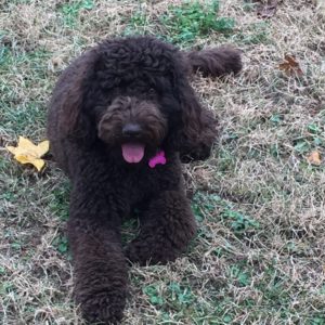 Labradoodles make the best farm pups