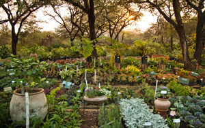 Outside Permaculture Garden Sunset
